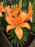 [5030 Orange Matrix No01.JPG]